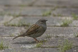 Attēlu rezultāti vaicājumam “Prunella modularis”