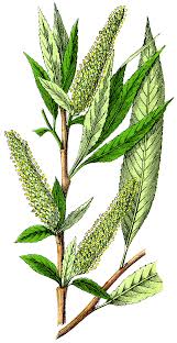 Attēlu rezultāti vaicājumam “Salix alba”