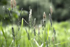 Attēlu rezultāti vaicājumam “Alopecurus aequalis flower”