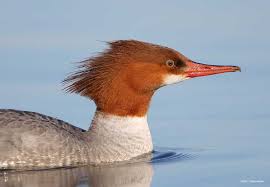 Attēlu rezultāti vaicājumam “Mergus merganser”