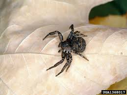 Image result for crab spider