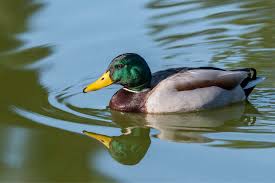 Attēlu rezultāti vaicājumam “Anas platyrhynchos”