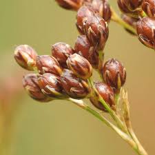 Attēlu rezultāti vaicājumam “Juncus compressus”