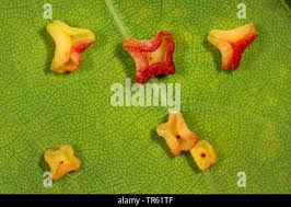 Attēlu rezultāti vaicājumam “Neuroterus albipes”