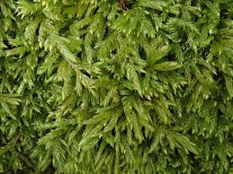 Attēlu rezultāti vaicājumam “Isothecium myosuroides”