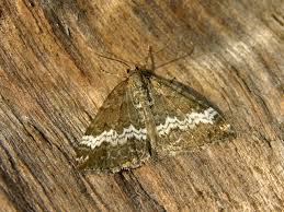 Attēlu rezultāti vaicājumam “Perizoma affinitata”