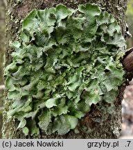 Attēlu rezultāti vaicājumam “Pleurosticta acetabulum”