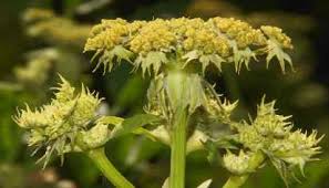 Attēlu rezultāti vaicājumam “Levisticum officinale flower”