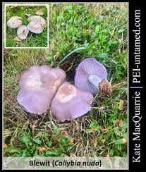 Attēlu rezultāti vaicājumam “Physarum confertum macro”