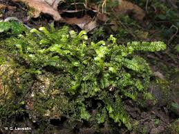 Attēlu rezultāti vaicājumam “Plagiochila asplenioides”