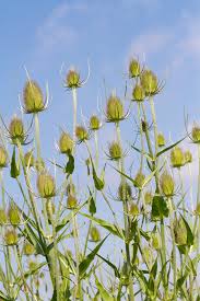 Image result for Dipsacus laciniatus