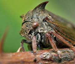 Attēlu rezultāti vaicājumam “Centrotus cornutus”