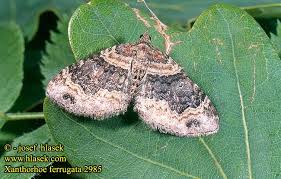 Attēlu rezultāti vaicājumam “Xanthorhoe ferrugata”