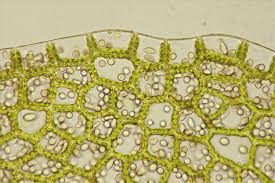 Attēlu rezultāti vaicājumam “Jungermannia hyalina cells”