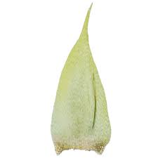 Attēlu rezultāti vaicājumam “Callicladium haldanianum”