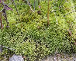 Attēlu rezultāti vaicājumam “Philonotis marchica”