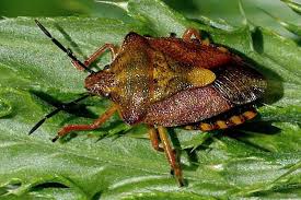 Attēlu rezultāti vaicājumam “Carpocoris purpureipennis”