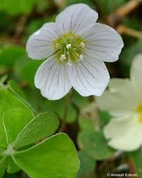 Attēlu rezultāti vaicājumam “Oxalis acetosella flower”