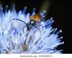 Attēlu rezultāti vaicājumam “Paracorymbia maculicornis”