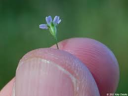 Attēlu rezultāti vaicājumam “Gypsophila muralis fruit”