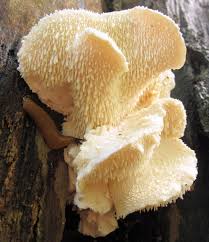 Attēlu rezultāti vaicājumam “Hericium cirrhatum”