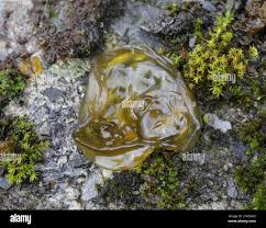 Attēlu rezultāti vaicājumam “Nostoc commune macro”