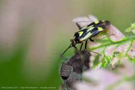 Attēlu rezultāti vaicājumam “Grypocoris sexguttatus”