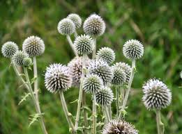 Image result for Echinops spaerocephalus