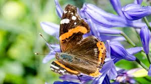 Attēlu rezultāti vaicājumam “Vanessa atalanta upperside”