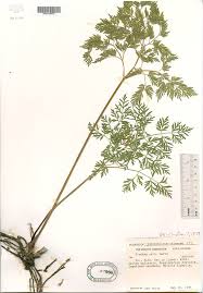 Attēlu rezultāti vaicājumam “Conioselinum tataricum”