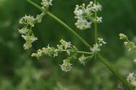 Attēlu rezultāti vaicājumam “Galium schultesii flower”