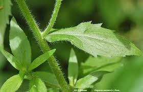 Attēlu rezultāti vaicājumam “Erigeron annuus leaf”