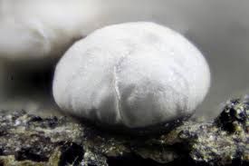 Attēlu rezultāti vaicājumam “Diderma chondrioderma macro”