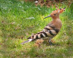 Attēlu rezultāti vaicājumam “Upupa epops adult”