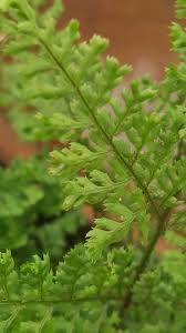 Attēlu rezultāti vaicājumam “Dryopteris dilatata”