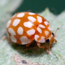 Attēlu rezultāti vaicājumam “Sospita vigintiguttata”