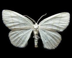 Attēlu rezultāti vaicājumam “Cabera pusaria”