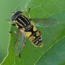 Attēlu rezultāti vaicājumam “Helophilus pendulus”