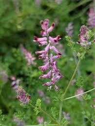 Attēlu rezultāti vaicājumam “Fumaria officinalis flower”