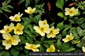 Attēlu rezultāti vaicājumam “Anemone x lipsiensis”