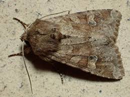 Attēlu rezultāti vaicājumam “Apamea sordens”