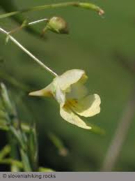 Attēlu rezultāti vaicājumam “Impatiens parviflora flower”