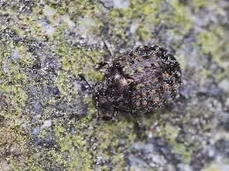 Attēlu rezultāti vaicājumam “Cytilus sericeus”