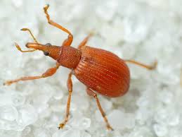 Attēlu rezultāti vaicājumam “Apion sp.”