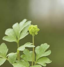 Attēlu rezultāti vaicājumam “Adoxa moschatellina flower”