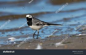 Image result for Motacilla alba