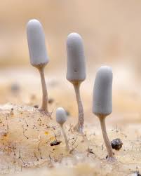 Attēlu rezultāti vaicājumam “Arcyria cinerea”