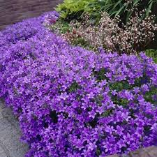 Image result for Glockenblumen