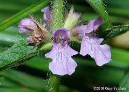 Attēlu rezultāti vaicājumam “Stachys palustris flower”