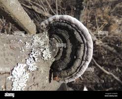 Attēlu rezultāti vaicājumam “Phellinus alni”